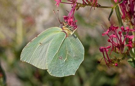 Orange Citronsommerfugl, Gonepteryx cleopatra. Karpathos, Grækenland d. 9 juni 2009. Fotograf; Tom Nygaard Kristensen