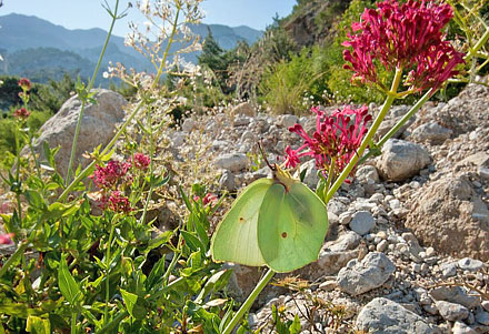 Orange Citronsommerfugl, Gonepteryx cleopatra. Karpathos, Grækenland d. 9 juni 2009. Fotograf; Tom Nygaard Kristensen