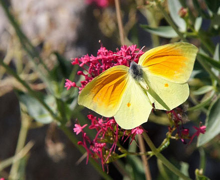 Orange Citronsommerfugl, Gonepteryx cleopatra. Karpathos, Grækenland d. 8 juni 2009. Fotograf; Tom Nygaard Kristensen