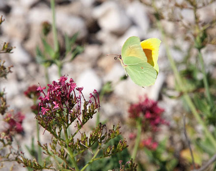 Orange Citronsommerfugl, Gonepteryx cleopatra. Karpathos, Grækenland d. 8 juni 2009. Fotograf; Tom Nygaard Kristensen