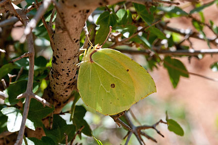 Orange Citronsommerfugl, Gonepteryx cleopatra. Chios, Grækenland d. 29 maj 2009. Fotograf; Tom Nygaard Kristensen