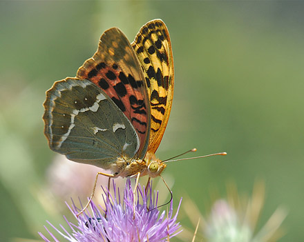 Kardinal, Argynnis pandora hun. Meskla, Kreta d. 9 juni 2010. Fotograf; John Vergo