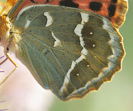 Kardinal, Argynnis pandora hun. Meskla, Kreta d. 9 juni 2010. Fotograf; John Vergo