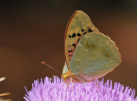 Kardinal, Argynnis pandora han. Theriso, Kreta d. 14 juni 2010. Fotograf; John Vergo