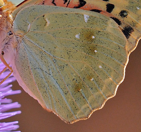 Kardinal, Argynnis pandora han. Theriso, Kreta d. 14 juni 2010. Fotograf; John Vergo