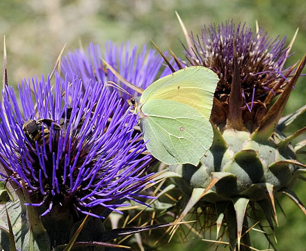 Orange Citronsommerfugl, Gonepteryx cleopatra. Madonie Regional Naturepark, Sicilien, Italien d. 2 juli 2015. Fotograf; Tom Nygaard Kristensen