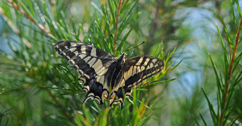 Svalehale, Papilio machaon. Kreta, Grkenland d. 9 juni 2009. Fotograf; John Vergo