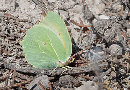 Orange Citronsommerfugl, Gonepteryx cleopatra. Spanien d. 28 marts 2008. Fotograf; Tom Nygaard Kristensen