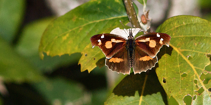 Snudesommerfugl, Libythea celtis ssp. lepita. Pangot i Uttarhankhand, Indien d. 22 februar 2011. Fotograf Troells Melgaard