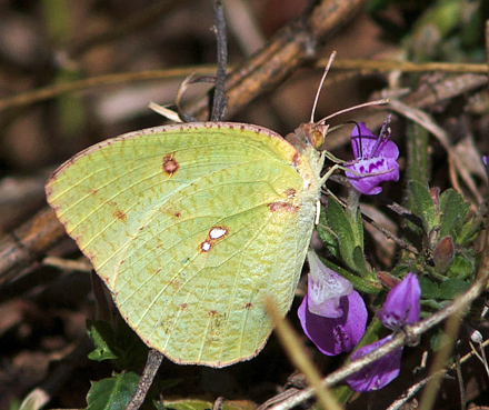 Mottle Emigrant, Catopsilia pyranthe. Nepal d. 23 februar 2011. Fotograf; Troells Melgaard