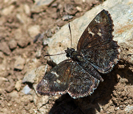 Sarangesa purendra. Nepal d. 23 februar 2011. Fotograf; Troells Melgaard