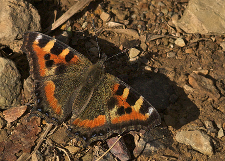 Himalaya Takvinge, Aglais cashmirensis (Kollar, 1844) Katmandu Walley. Nepal d. 26 februar 2011. Fotograf; Troells Melgaard