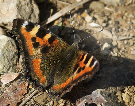 Himalaya Takvinge, Aglais cashmirensis (Kollar, 1844) Katmandu Walley. Nepal d. 26 februar 2011. Fotograf; Troells Melgaard