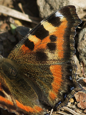 Himalaya Takvinge, Aglais cashmirensis (Kollar, 1844) Katmandu Walley. Nepal d. 26 februar 2011. Fotograf; Troells Melgaard