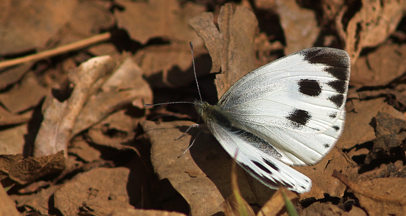 Indisk klsommerfugl, Pieris canidia. Godavari Botanical Gardens, Katmandu, Nepal d. 27 februar 2011. Fotograf; Troells Melgaard