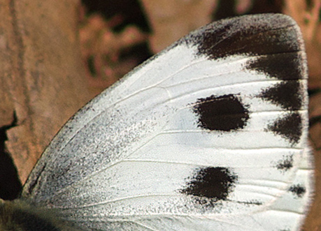 Indisk klsommerfugl, Pieris canidia. Nepal d. 27 februar 2011. Fotograf; Troells Melgaard