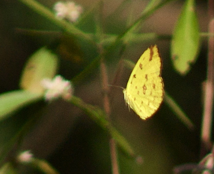  Catopsilia hecabe contubernalis. Kulekhani, Nepal d. 28 februar 2011. Fotograf; Troells Melgaard