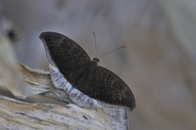 Grey Count, Tanaecia lepidea. Kulekhani, Nepal d. 28 februar 2011. Fotograf; Troells Melgaard
