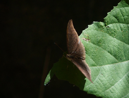 Grey Count, Tanaecia lepidea. Kulekhani, Nepal d. 28 februar 2011. Fotograf; Troells Melgaard