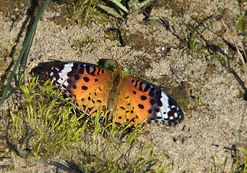 Indian Fritillary, Argyreus hyperbius.  Chitwan National Park,Nepal d. 1 marts 2011. Fotograf; Troells Melgaard