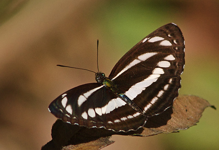 Hockey Stick Sailer, Neptis nycteus.  Chitwan National Park,Nepal d. 1 marts 2011. Fotograf; Troells Melgaard