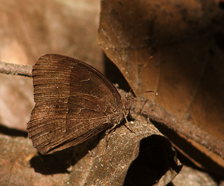 Common Bushbrown, Mycalesis perseus.  Chitwan National Park, Nepal d. 1 marts 2011. Fotograf; Troells Melgaard