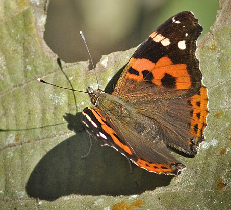 Vanessa indica.  Chitwan National Park, Nepal d. 1 marts 2011. Fotograf; Troells Melgaard