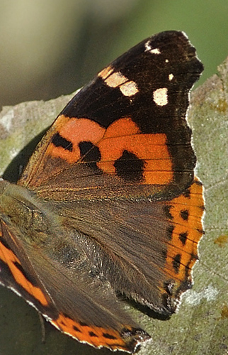 Vanessa indica.  Chitwan National Park, Nepal d. 1 marts 2011. Fotograf; Troells Melgaard