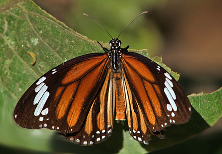 Danaus genutia.  Chitwan National Park, Nepal d. 1 marts 2011. Fotograf; Troells Melgaard