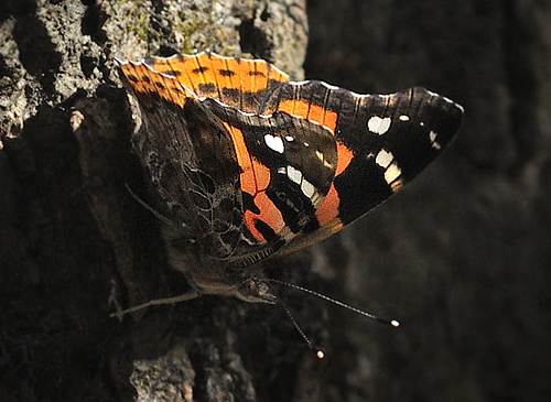 Indisk Admiral. Vanessa indica.  Chitwan National Park, Nepal d. 1 marts 2011. Fotograf; Troells Melgaard