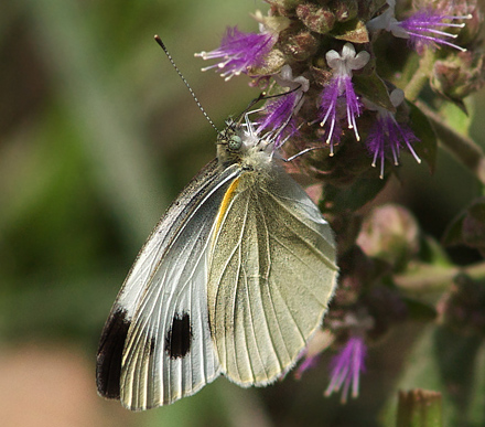 Indisk klsommerfugl, Pieris canidia.  Sauhara, Chitwan National Park, Nepal d. 2 marts 2011. Fotograf; Troells Melgaard