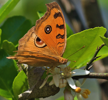 Peacock Pansy, Precis almana.  Chitwan National Park,Nepal d. 3 marts 2011. Fotograf; Troells Melgaard