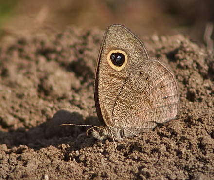 Ypthima huebneri.  Chitwan National Park,Nepal d. 4 marts 2011. Fotograf; Troells Melgaard