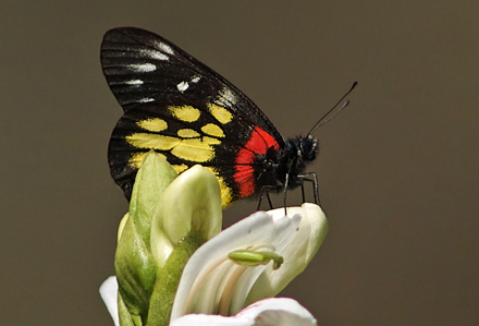 Redbase Jezebel, Delias pasithoe thyra.  Chitwan National Park,Nepal d. 4 marts 2011. Fotograf; Troells Melgaard