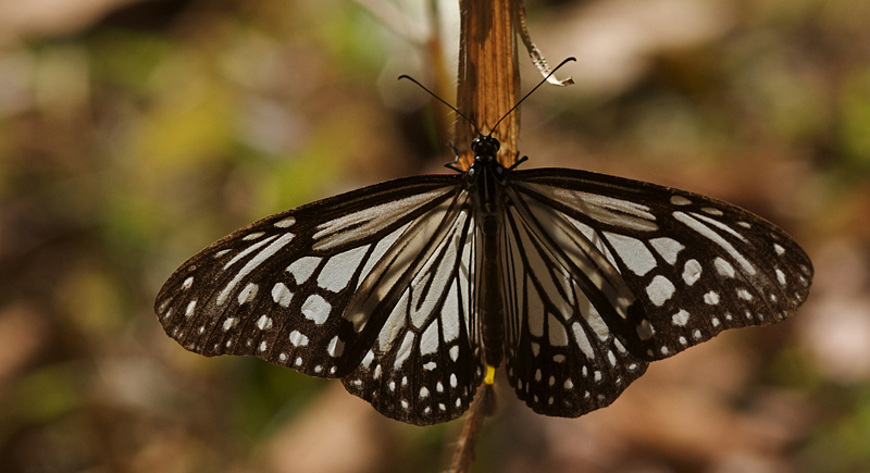 Parantica aglea melanoides. Chitwan National Park, Nepal d. 4 marts 2011. Fotograf; Troells Melgaard