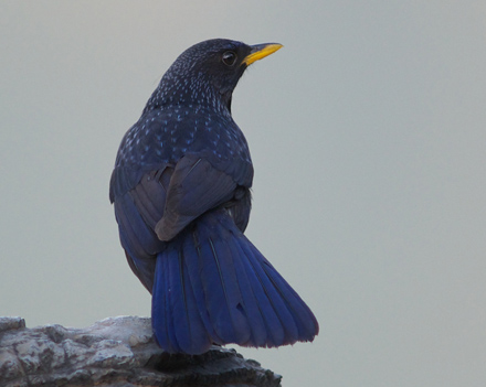 Bl Fljtedrossel/Blue Whistling Thrush, Myophonus caeruleus. Uttar Pradesh, Indien d. 23 februar 2011. Fotograf; Troells Melgaard