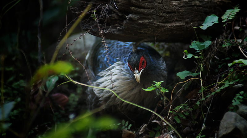 Kalij Pheasant, Lophura leucomelanos. Indien d. 19  februar 2011. Fotograf; Troells Melgaard