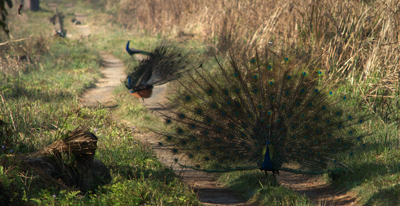 Indian Peafowl, Pavo cristatus. Chitwan National Park d. 28  februar 2011. Fotograf; Troells Melgaard