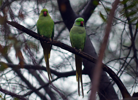 Alexanderparakit/The Rose-ringed Parakeet, Psittacula krameri. Sultanpur, Indien d. 15 februar 2011. Fotograf; Troells Melgaard