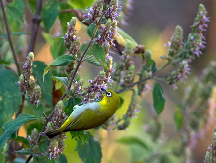 Brillefugl/Oriental White-eye, Zosterops palpebrosus. Corbett National Park, Indien d. 16 februar 2011. Fotograf; Troells Melgaard