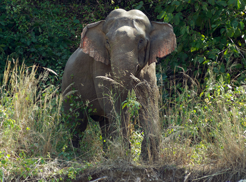 Indisk Elefant. Corbett National Park, Indien d. 18 februar 2011. Fotograf; Troells Melgaard