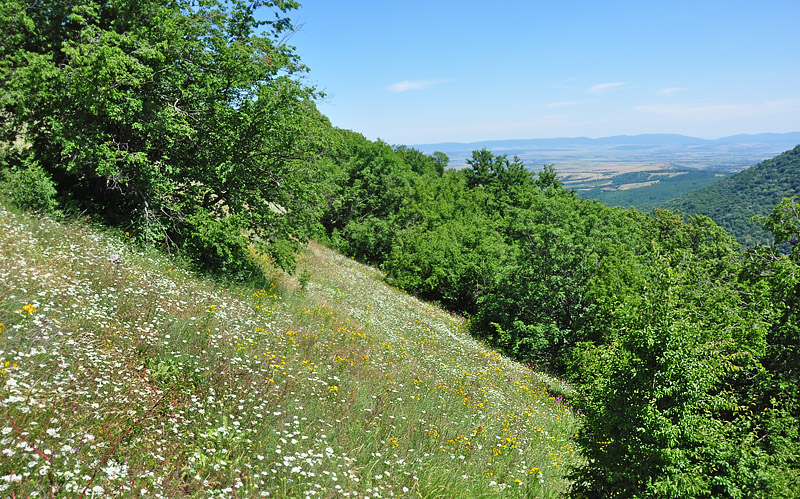 Lokalitet for Vrietornsommerfugl, Satyrium spini. Kotel, Bulgarien d. 2 juli 2011. Fotograf; Martin Bjerg