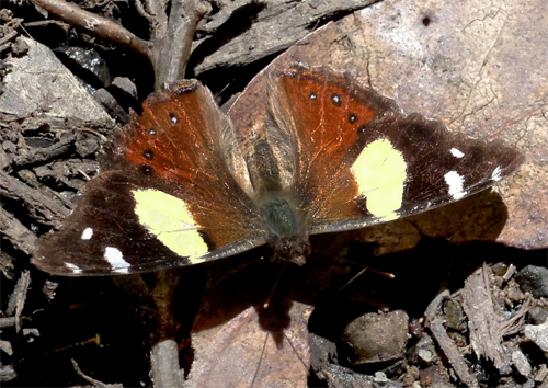 Gul Admiral, Vanessa itea (FFabricius, 1775). Dandenong Ranges 630m., N.P. Melbourne. Victoria, Australien d. 27. oktober 20122. Photographer: Pamela Donaldson