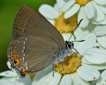 Lille Slensommerfugl, Satyrium acaciae. Jeravna, Bulgarien d. 28 juni 2011. Fotograf; Martin Bjerg