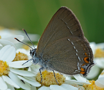 Lille Slensommerfugl, Satyrium acaciae. Jeravna, Bulgarien d. 28 juni 2011. Fotograf; Martin Bjerg