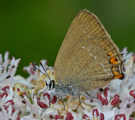 Lille Slensommerfugl, Satyrium acaciae. Jeravna, Bulgarien d. 28 juni 2011. Fotograf; Martin Bjerg