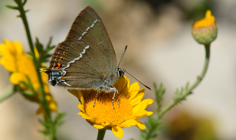 Vrietornsommerfugl, Satyrium spini. Kotel, Bulgarien d. 2 juli 2011. Fotograf; Martin Bjerg