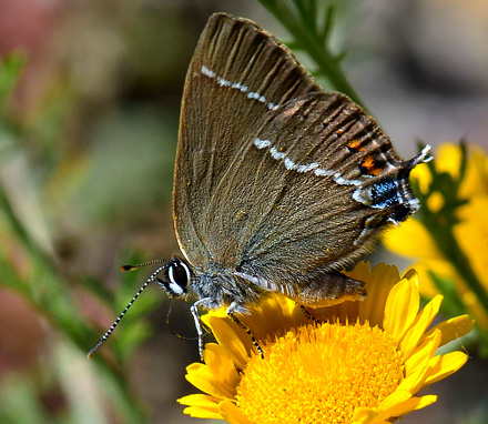 Vrietornsommerfugl, Satyrium spini. Kotel, Bulgarien d. 2 juli 2011. Fotograf; Martin Bjerg