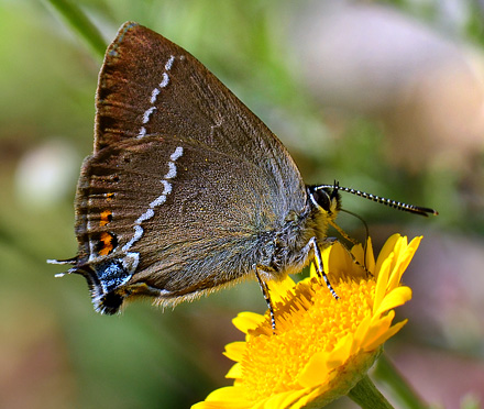 Vrietornsommerfugl, Satyrium spini. Kotel, Bulgarien d. 2 juli 2011. Fotograf; Martin Bjerg