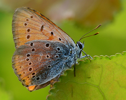 Grsk Ildfugl, Lycaena ottomana. Beronov, Bulgarien d. 1 juli 2011. Fotograf; Martin Bjerg